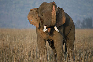 Asian-Elephant
